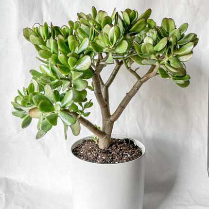 Jade plant (Per piece)