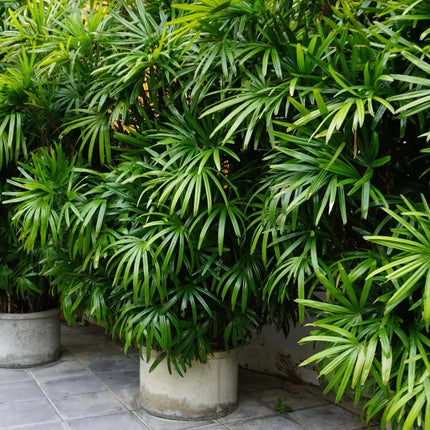 Raphis Palm (Per piece)