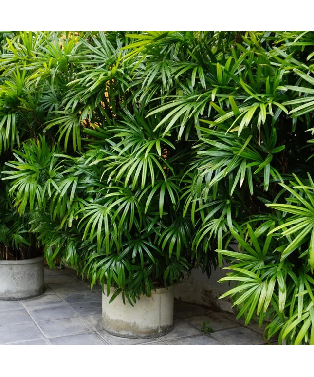 Raphis Palm (Per piece)