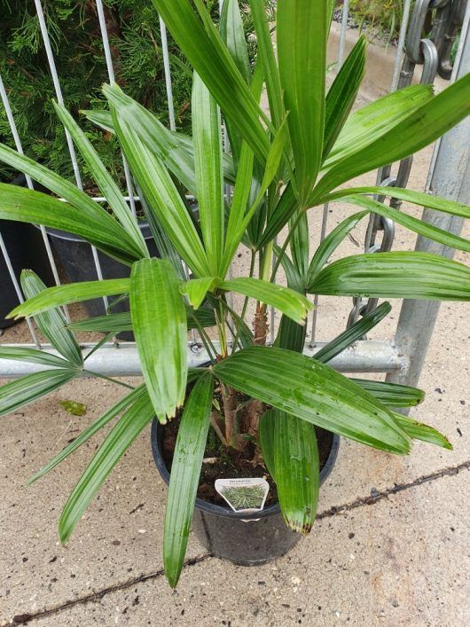 Broad Leaf Lady Palm (Per Piece)