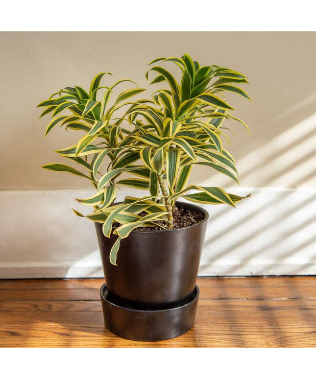 Song of India plant (Per piece)