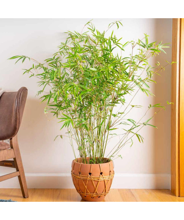 Bamboo Plant (Per piece)