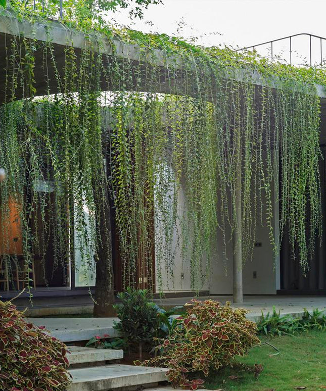Curtain Creeper Plant (Per piece)