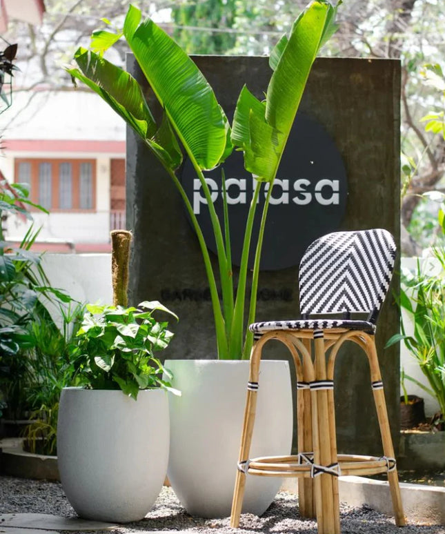 Travellers Palm (Per Piece)