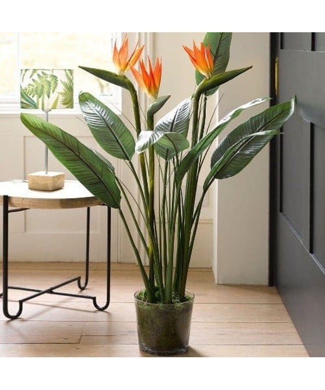 Bird of Paradise plant (Per piece)