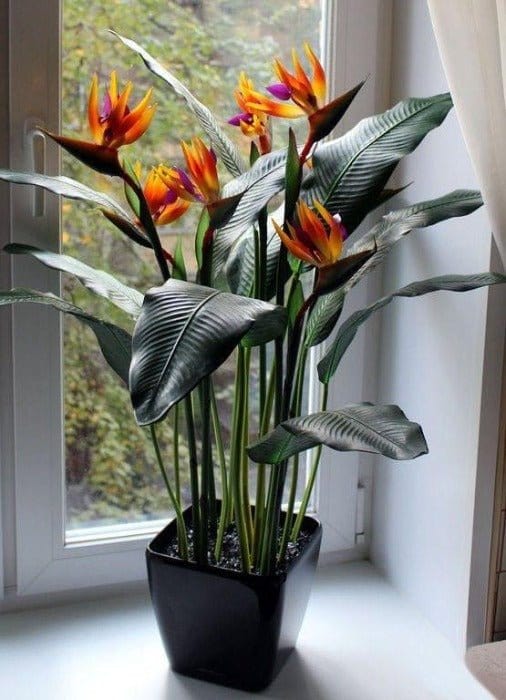 Bird of Paradise plant (Per piece)